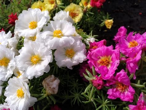 Flor de Seda-Portulaca-Verdulaga de Flor-Portulaca Grandiflora – Para Mi Jardín