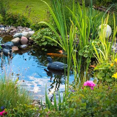 Plants to Grow Around Ponds mix – Garden Seeds Market | Free shipping