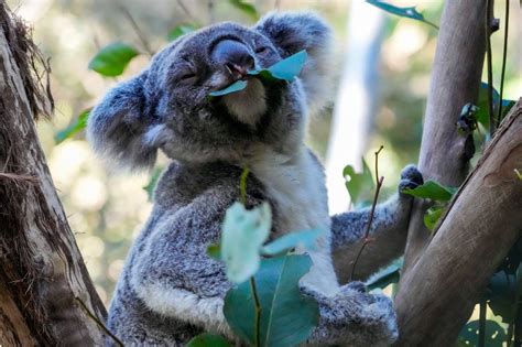 Scientists are vaccinating wild koalas against chlamydia | CBC Radio