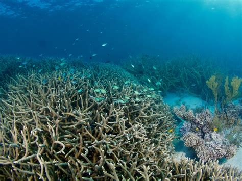 Beautiful branching Acropora corals provide sanctuary to blue-green ...