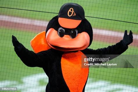 951 Baltimore Orioles Mascot Stock Photos, High-Res Pictures, and Images - Getty Images