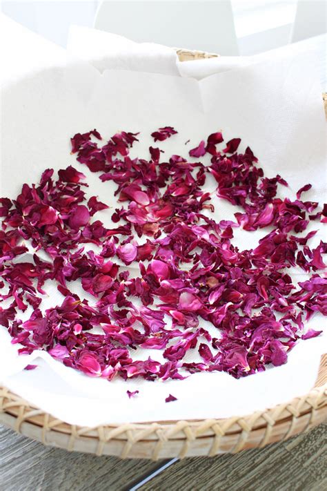 DIY Rose Petal Salve + DIY Rose Lip Balm (Rose Petal Infused Oil ...