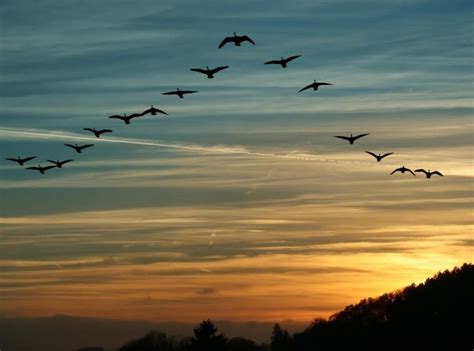 Birds flying south. How many will return? | Earth | EarthSky