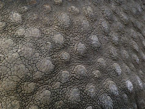 Rhino Skin by craigcutch, via Flickr | Skin, Leather skin, Creature design