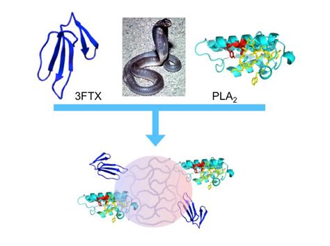 Nanoparticles Stop Snake Venom from Spreading in Bite Victims ...