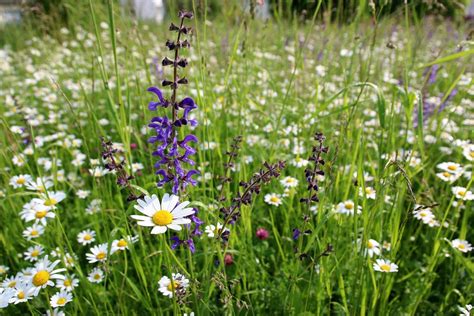 Wiesenblumen - Blumenwiesen Foto & Bild | pflanzen, pilze & flechten, natur, blume Bilder auf ...