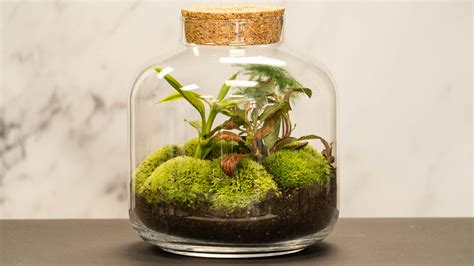 How a Closed Terrarium Can Live for Decades, No Water Added