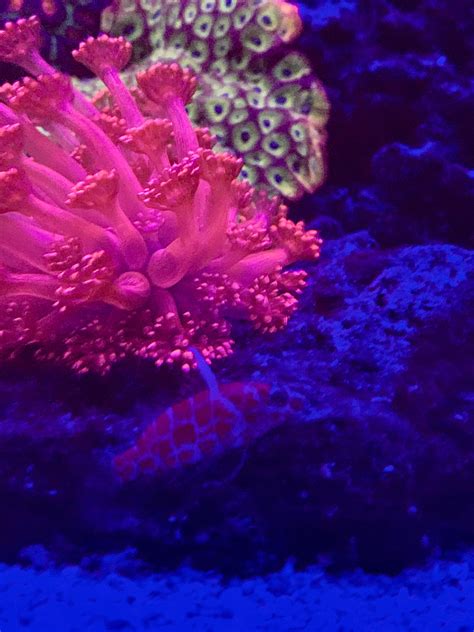 geometric pygmy hawkfish! New addition that is just saw for the first time today : r/ReefTank