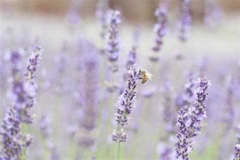 Carefree Summer Days Photograph by Jackie Sajewski - Fine Art America