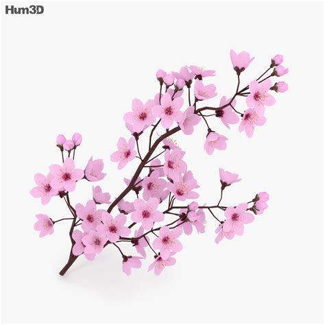 Cherry Blossom 3D model - Plants on Hum3D