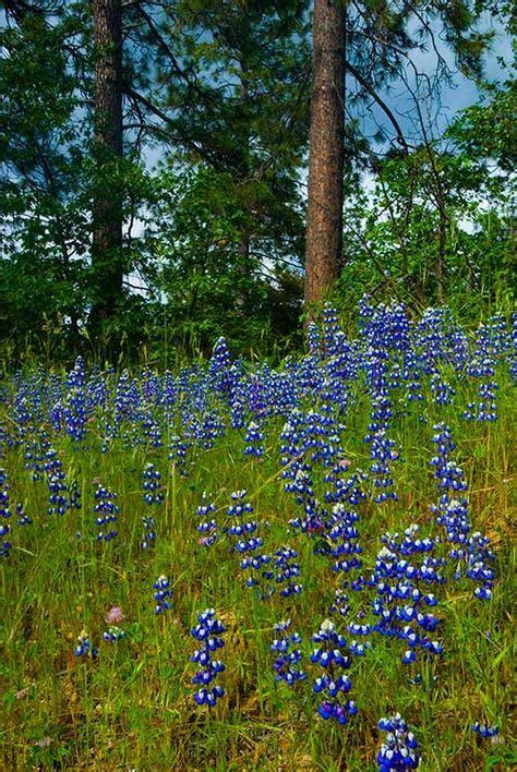 9 Best Yosemite Wildflowers ideas | yosemite, wild flowers, yosemite ...