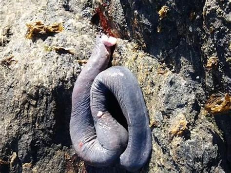 Hagfish Slime Uses