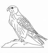 Coloriage Faucon Normal  Télécharger Et Imprimer Gratuit Sur sketch template