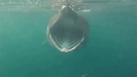 Shocked Marine Life GIF by Oceana - Find & Share on GIPHY