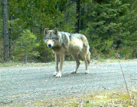 "Rogue" Wolf Forms First Wolf Pack in Western Oregon | OutdoorHub