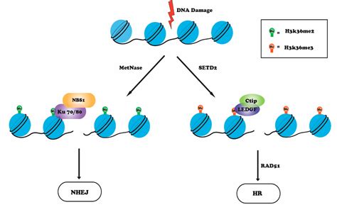 Genes | Free Full-Text | Role of Histone Methylation in Maintenance of ...