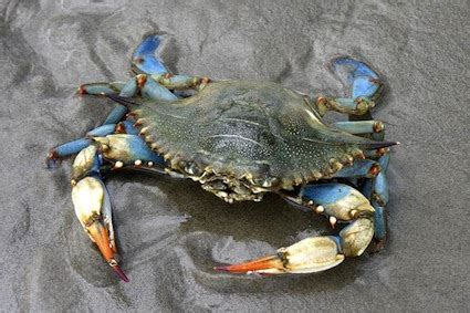 Gulf Fishing | Louisiana Blue Crab - Louisiana Crabbing Reports