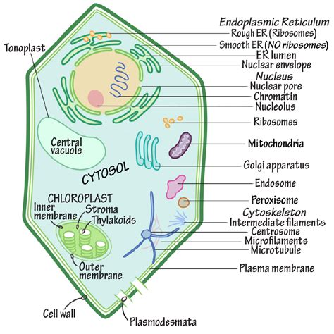 Chromatin In A Plant Cell