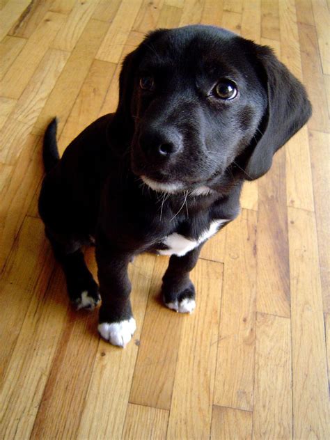 Lab mix puppies, Beagle dog, Beagle mix