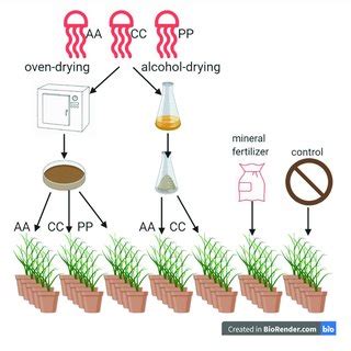 | Schematic representation of the experimental set-up and jellyfish... | Download Scientific Diagram