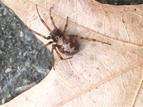 Steatoda triangulosa (Triangulate Cobweb Spider) in Providence, Rhode Island United States