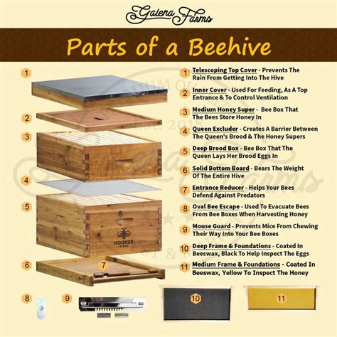 Parts Of A Bee Hive- Explained