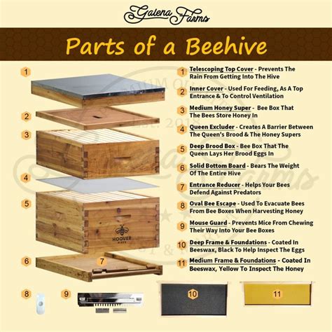 Parts of a Beehive - (Explaining Hive Parts, Accessories & More ...