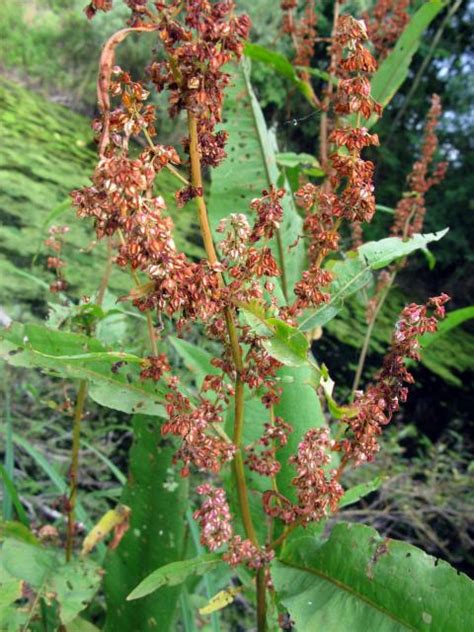 Water Dock (Rumex hydrolapathum): NEN Gallery