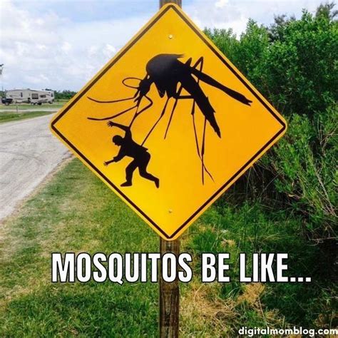 Funny Mosquito Memes | Memes, Birthday meme, Funny summer memes