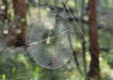 How spider builds its web