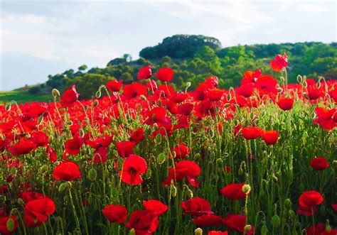 Red and green poppy field Poppy Wallpaper Photo - TenStickers