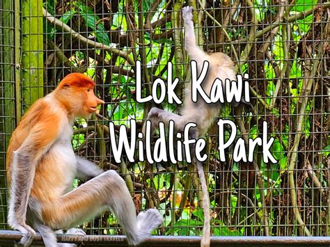 Lok Kawi Wildlife Park Archives - Happy and Busy Travels