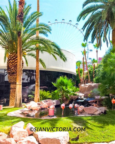 Flamingo Wildlife Habitat - Free Las Vegas Attractions — Sian Victoria.