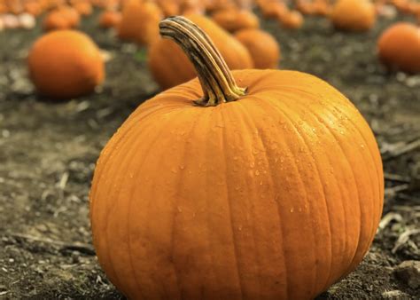 Happy National Pumpkin Day: Here’s How You Can Celebrate