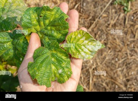 Hazelnut leaf damaged by a pest closeup in man's hand. Industrial nut ...