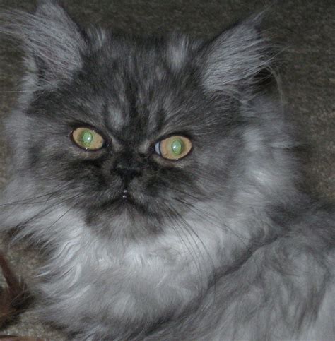 blue smoke persian cat - Google Search | Cats, Cute cats, Animals