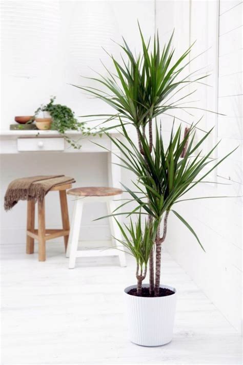 Indoor palm images – which are the typical types of palm trees? | Avso
