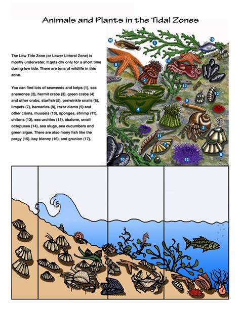 The Intertidal Zones - Tide Pool Habitat