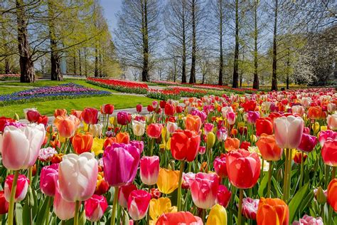 TR Tours - Dutch bulb fields & Texel