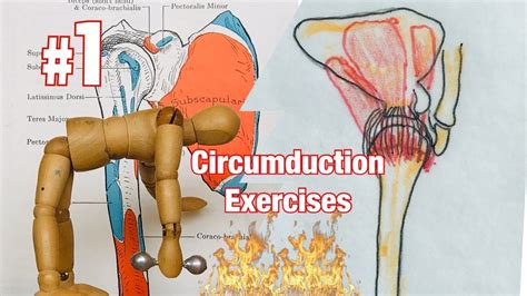 Shoulder Circumduction Exercises - YouTube