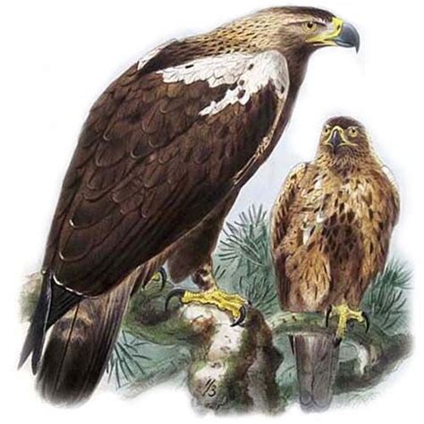 Spanish Imperial Eagle - Aquila adalberti - jgke9556