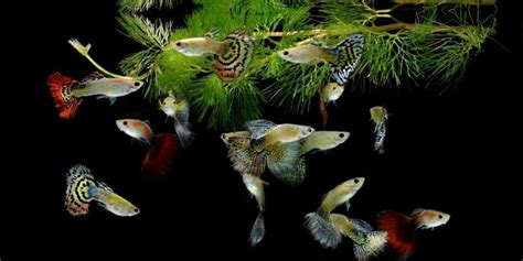 9 Best Plants for Guppies ( Freshwater Aquarium Plants ) – Fishkeeping Forever