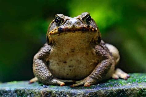 10 Spiritual Meanings of Toad