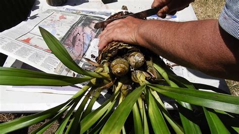 REPOTTING & DIVIDING CYMBIDIUM ORCHIDS - YouTube