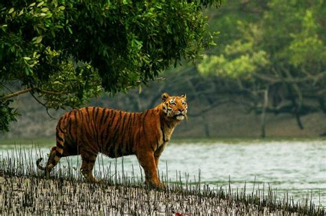 3 Exciting New Sundarban Tour Packages of 2024