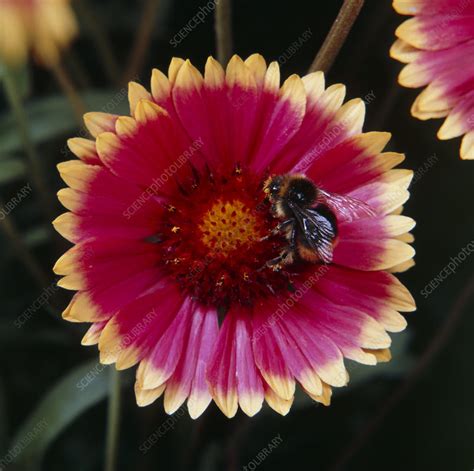 Bee pollinating Gaillardia flower - Stock Image - B786/0896 - Science Photo Library