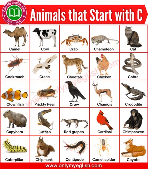 Animals that Start with C | Animals Beginning with C » Onlymyenglish.com