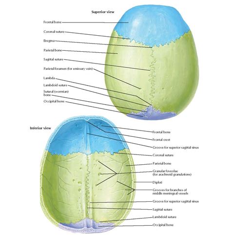 Calvaria Anatomy - pediagenosis