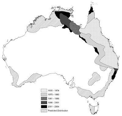 Toadally Awesome Toad Facts: The spread of cane toads in Australia