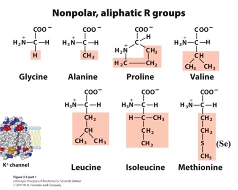 Aspartic Acid R Group